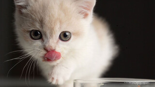 Ketika kucing kecil menelan burung puyuh mentah-mentah!