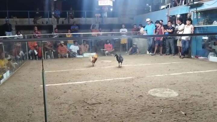 Black Hennie, 1st fight derby winner at magdugo cockpit center 1x winner 🔥