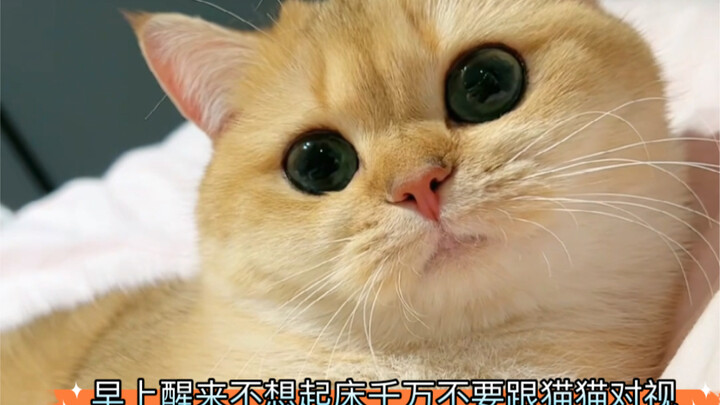 If you don’t want to get out of bed in the morning, definitely don’t make eye contact with your cat.