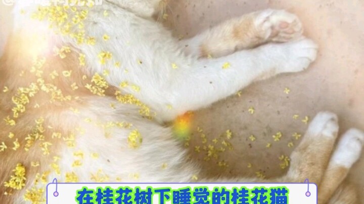 Osmanthus Cat Under the Osmanthus Tree