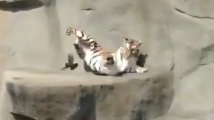 Holy crap, a tiny little thing actually came sliding in for a tackle!