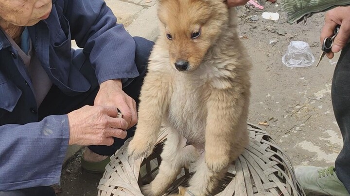This chubby little dog won’t sell—this fluffy fella is a Chinese native lion dog. Even if you’re not