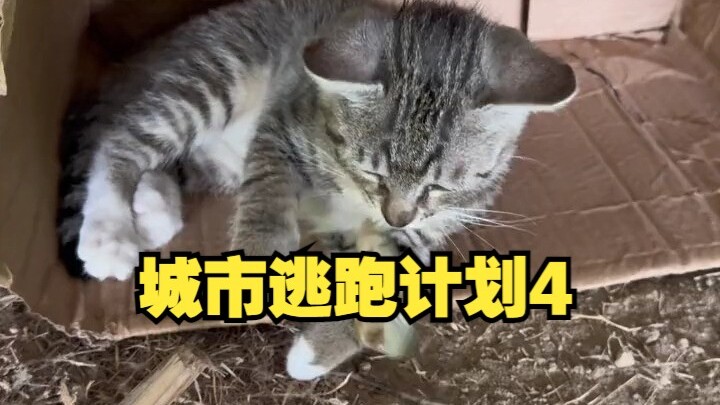 แผนหนีออกจากเมือง 4