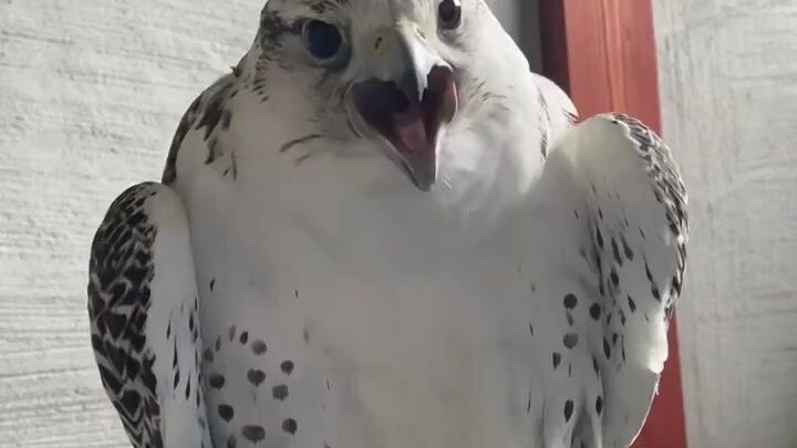 ยีนยีนจอมป่วนที่พุงป่องเพราะหิว