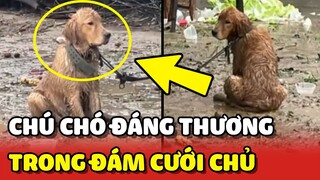 Chú chó đáng thương BỊ XÍCH dưới mưa trong HÔN LỄ của chủ | Yêu Lu