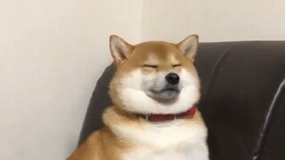 夜深了姐姐在弄论文，柴柴硬撑着不睡陪我，太乖了，心疼他可爱的模样