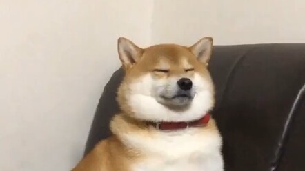 夜深了姐姐在弄论文，柴柴硬撑着不睡陪我，太乖了，心疼他可爱的模样