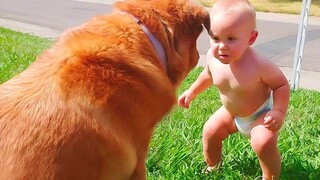 วิดีโอตลกล่าสุดสร้างเสียงหัวเราะ รวบรวมเด็กตลกเล่นกับสุนัข - Cute Dogs Baby Love