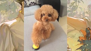 CUTE PET #น่ารัก&ตลก #5555+