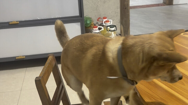 Repaying the life-saving “dog hero,” with the elders’ blessing, even a baby bottle makes it to the d