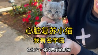 The kitten chose its own name, and the selection process was hilarious 😂 What do you think of the na