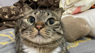 A signal receiver for transmitting intelligence to the cat aliens has actually been installed on the