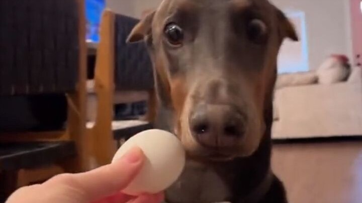 Lần trước nó bị nghẹn vì ăn vụng một quả trứng!