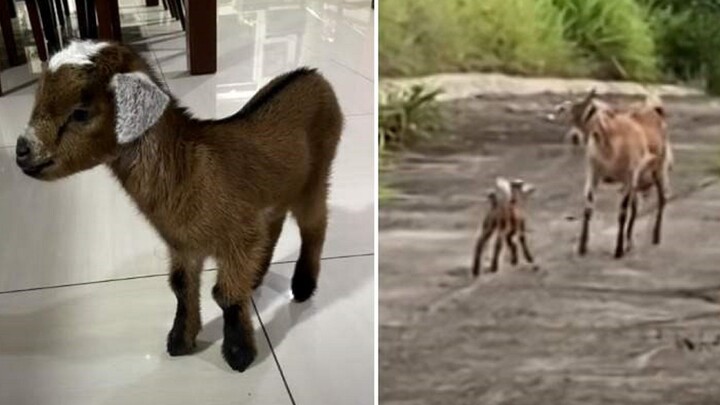 Saat si Domba Tersesat Bertemu Ibu Lagi [Subtitle Mandarin]
