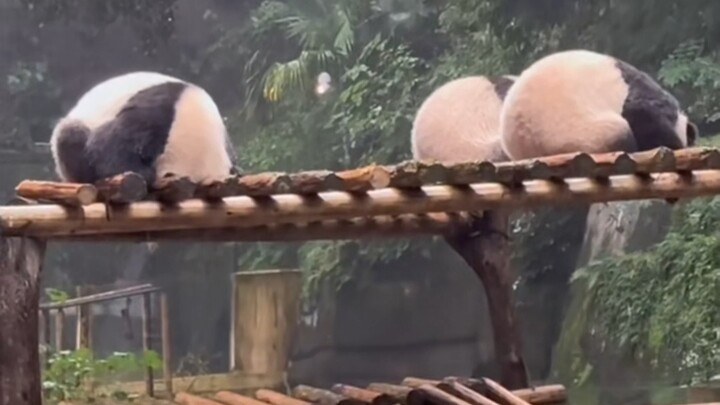 It seems Ms. Chen Yuanyun didn’t teach Huahua the wrong move—pandas everywhere are all sheltering fr