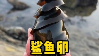 So this is what shark eggs look like?