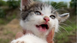 在河边捡了两只猫
