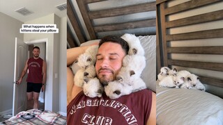 舒适放松的猫猫枕 全球限量版