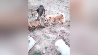 Cứu e Xoài. Haha. cunyeucuadua yeucho yeuchomeo cún cúncon chó chómèo chócon chókhôn yeuchomeo chócute pet dog dogsoftiktok doggo