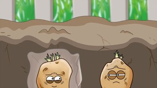 Potatoes wrapped in banana paper are insect-proof and biodegradable