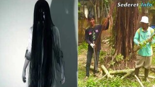 Gila! 5 Pohon Ini Ternyata Paling Banyak di Huni oleh Hantu!