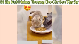 Kí sự các con sen #doisong #bikipnuoimeo