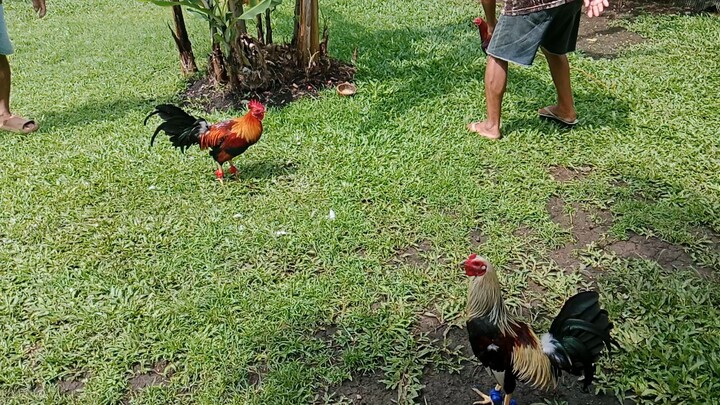 YLHXSweater Vs Scolin grey 7months