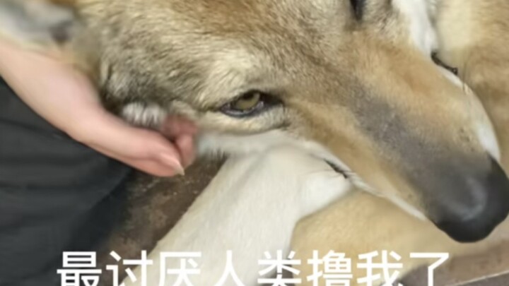 Kesalahpahaman tentang anjing serigala!!! Anak serigala Ceko ini imut banget!