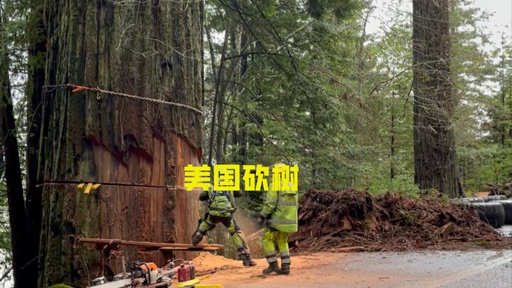 为什么红衫被为是世界上最可怕的植物