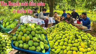 Trãi Nghiệm Thu Hoạch Xoài CÁT CHU Đầu Mùa Cùng Gia Đình Hương Cù Lao | NĐMT#262