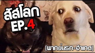 สัสโลก ep 4 พากย์นรก ฮาเกต Pet Talk