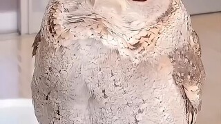 تبين أن البومة الصغيرة لطيفة جدًا