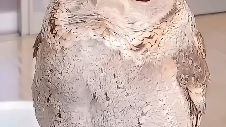 ที่แท้ลูกนกฮูกน่ารักขนาดนี้เลย