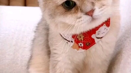 Lucky Koi Cat—Come and Catch the Good Fortune!