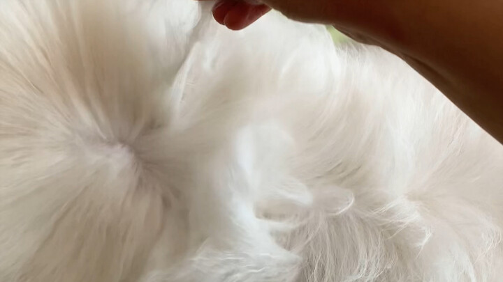 ช่วงลอกขนของสุนัขซาโอมายหนักขนาดไหนกันนะ?