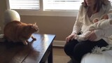 Cats funny reaction to newborn babies