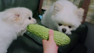 Puppies CAN eat bittergourd, right?