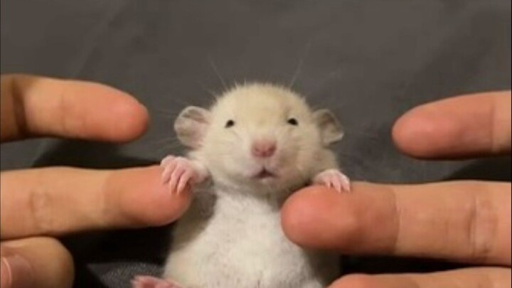 When you hold a flower-fingered rat pup in your hand, it wears an utterly helpless expression, as if