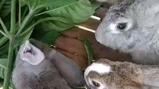 rabbit😍🥰🥰