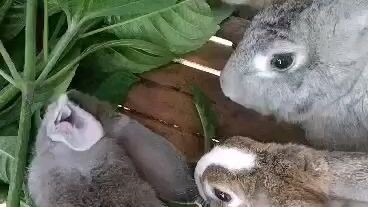 rabbit😍🥰🥰
