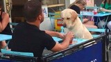 This dog had a perfect date with their human 😂