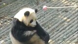 The Mom Panda Punishing Her Naughty Kid