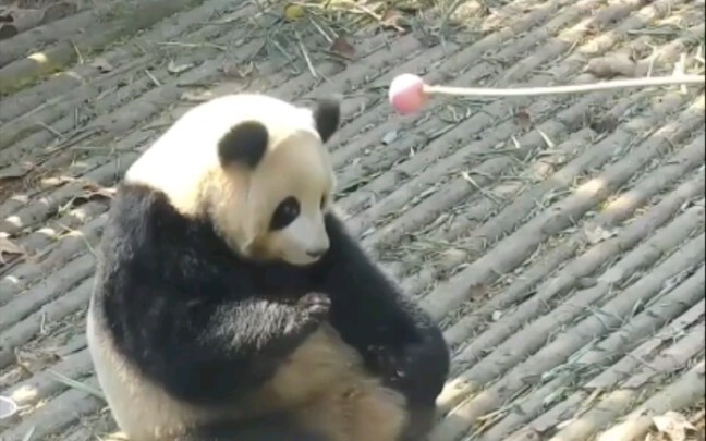 The Mom Panda Punishing Her Naughty Kid