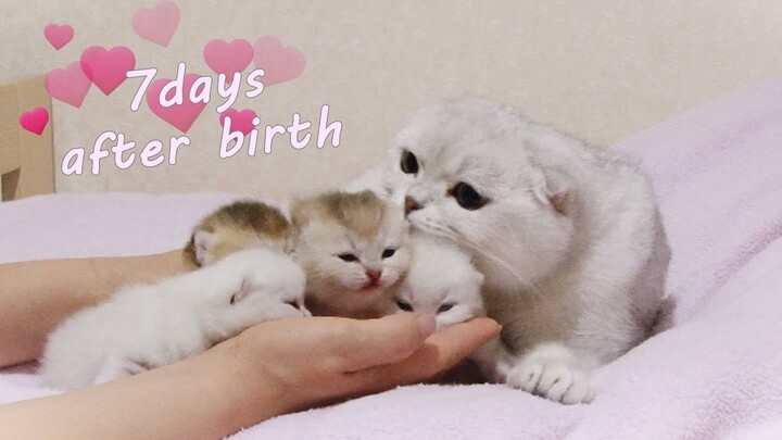 7 days after birth - Cute Scottish Fold kittens and their mom Aileen
