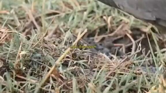 nama burung ini adalah burung kuntul hitam