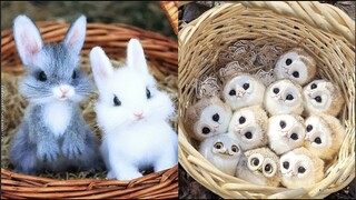 AWW SO CUTE! Cutest baby animals Videos Compilation Cute moment of the Animals - Cutest Animals #45