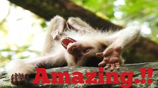 Amazing Spoil Pigtail Monkey Make Funny Show to Everyone, Joker Monkey Like Strange Body