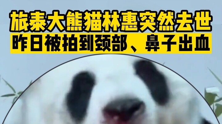 Monyet panda Lin Hui yang tinggal di Thailand meninggal mendadak; sebelumnya ditemukan adanya bebera