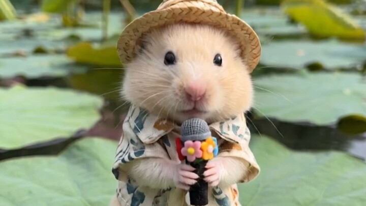 Little Hamster Poko introduces you to the solar term: Great Heat