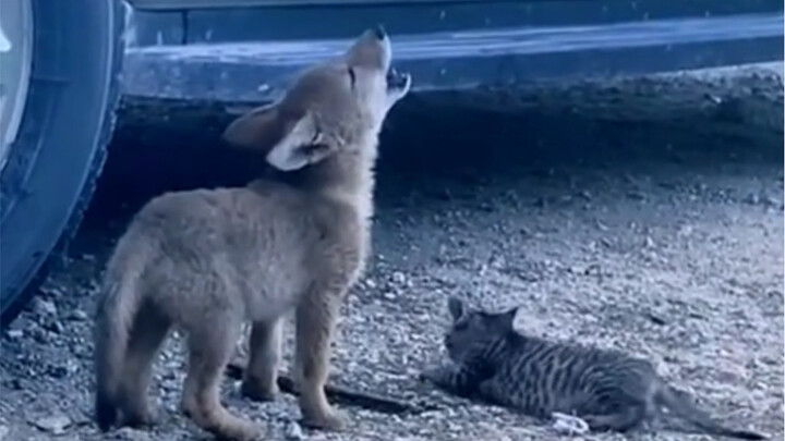 Mèo ở trạm cứu hộ coi gấu con như con mình, nuôi nấng tận tình đến mức lớn lên trở thành "Vua Mèo"